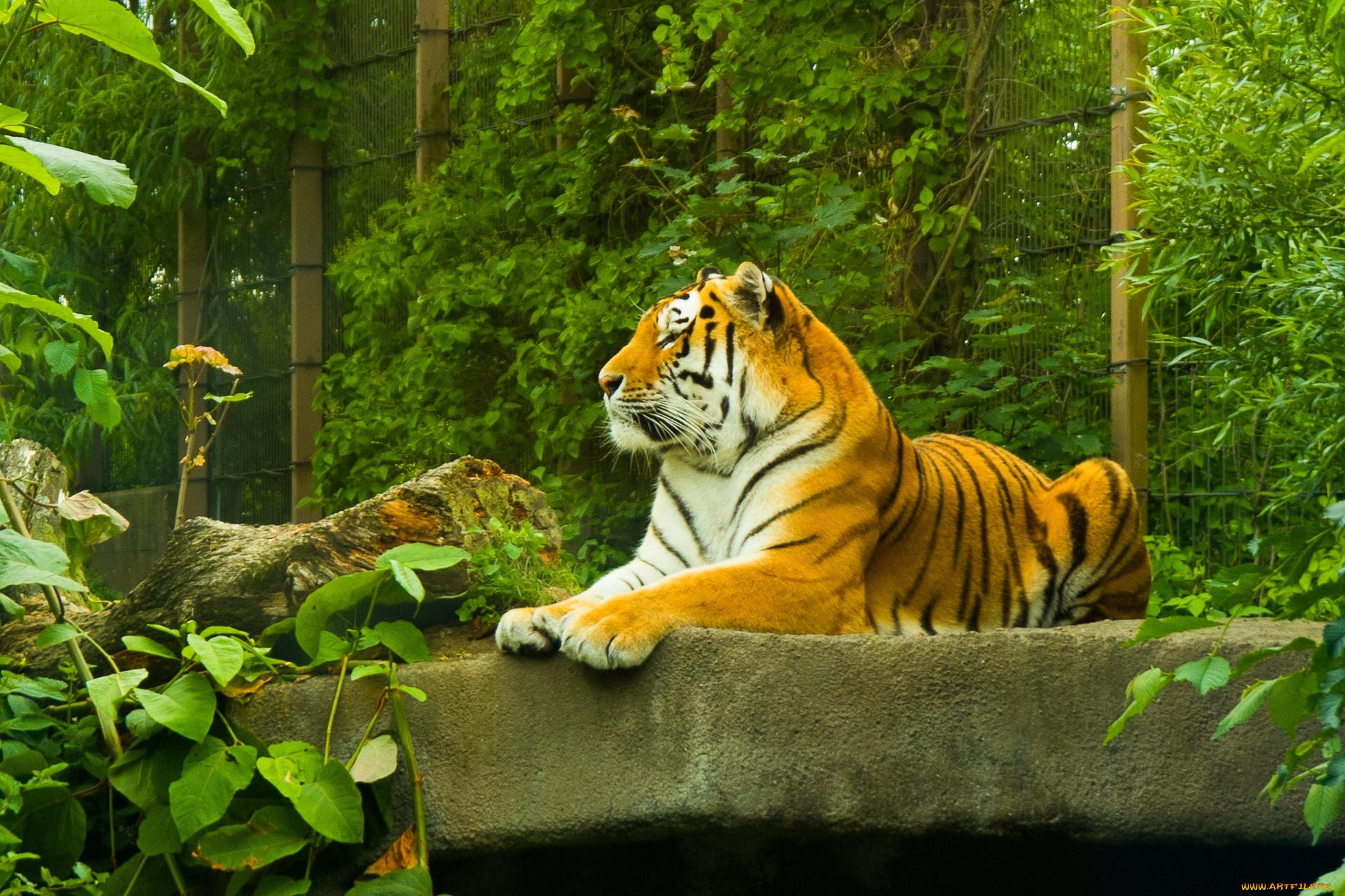 , , tiger